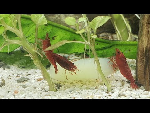 How to Blanch Vegetables for Shrimp and Snails