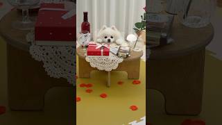 연애고수 강아지의 달달한 발렌타인데이🍫💘POV: My Dog’s Purrfect Valentine’s Date #shorts#valentinesday #강아지