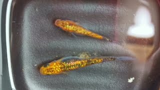 观背青鳉经验分享——简单的繁殖方法