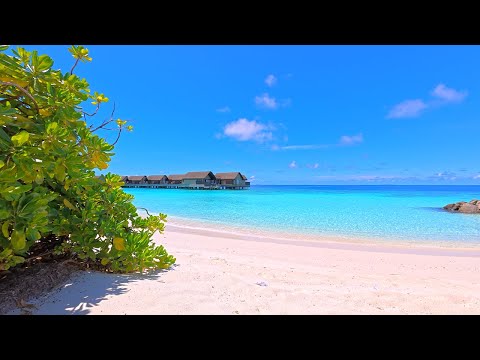 🏝Blue Shoals: The Most Relaxing Waves in The World