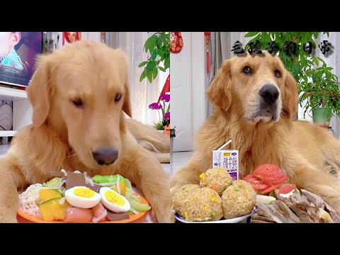 【毛孩子的日常】毛孩兒：簡簡單單吃早餐#萌宠#可爱 #可爱到爆炸 #狗子#干饭 #干饭狗的日常 #干饭王 #funny #搞笑