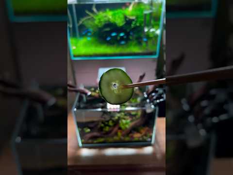 Cucumber snack ❤️ Shrimp