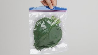 깻잎을 저퍼백에 넣으면 1년 내내 든든한 밑반찬이 됩니다✅밥도둑 깻잎반찬💚알뜰하게 구입해서 두고두고 맛있게 드세요! 🙏