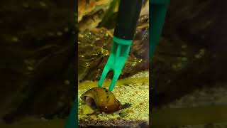 stuck snail #naturalaquarium  #deepsubstrate #fish #freshwater #tetra #neontetra #balancedaquarium