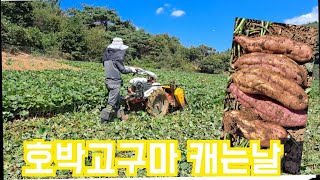 고구마 캐는날  안면도 속노오란 호박고구마
