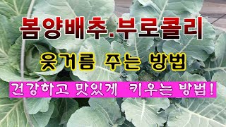 [텃밭농부 1901]  봄양배추. 부로콜리 웃거름 주고 건강하고 맛있게 키우는 방법. #양배추재배 #부로콜리재배
