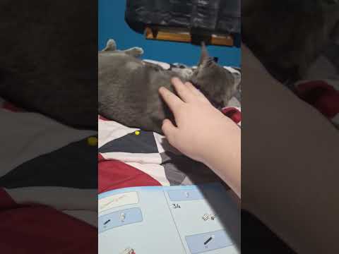 I evil kitty
