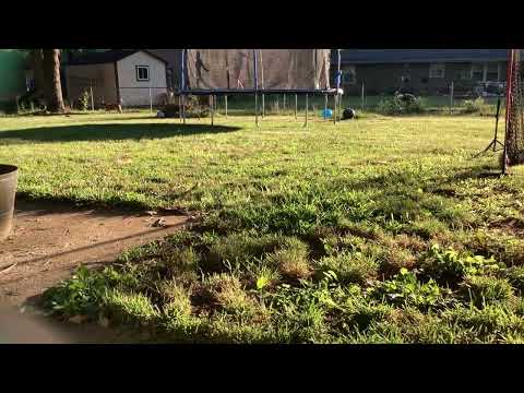 Backflip challenge challenge, backflip challenge ￼￼
