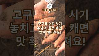 고구마 수확 시기 놓치고 잘못 캐면 맛 확 떨어져요