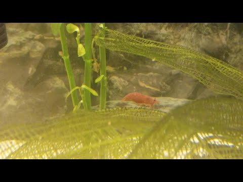 All About NeoCaridina Shrimp (Dwarf Shrimp)