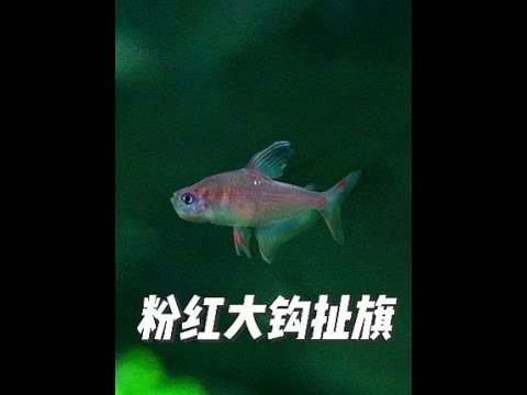 粉红大钩扯旗