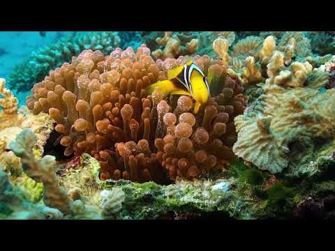2 Menit Relaksasi | Relaxing Underwater View with Colorful Fish