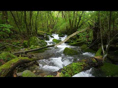 Melody of the Forest, Birds Chirping, Stream Sounds
