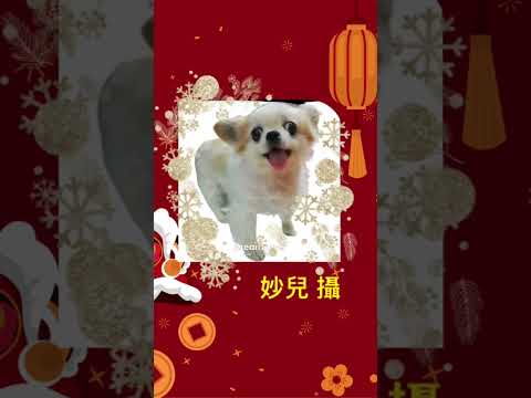 2025 新春正式開始，祝 各位新春平安快樂，繼續支持小妙妙頻道🥰 #新年2025 #chihuahua