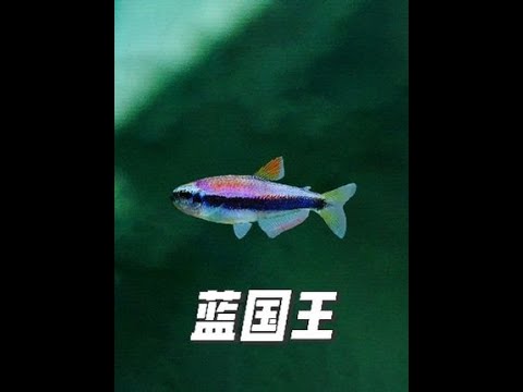 蓝国王灯鱼 学名克氏青脂鲤（Inpaichthys kerri）脂鲤科