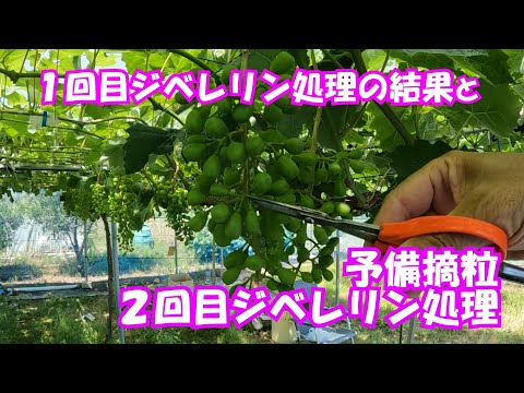 １回目ジベレリン処理の結果と予備摘粒・２回目ジベレリン処理