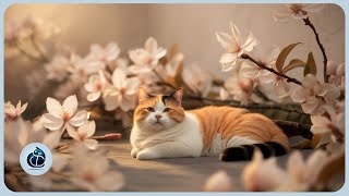寧靜貓【花花系列】油桐花｜療癒音樂、輕快音樂、放鬆音樂、純享版｜Vol.064｜2025｜寧靜貓 Calm Cat｜#cat #anime #music #cute #art #lofi #love