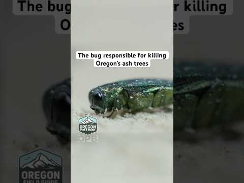 The Bug That’s Killing Oregon’s Trees 🦗 #OregonFieldGuide