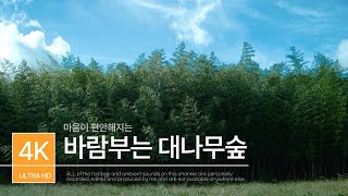마음이 편안해지는 대나무숲 바람소리 | ASMR | 백색소음 | 편안한영상 | SONY A7M4 | Wind sound in the Bamboo Forest