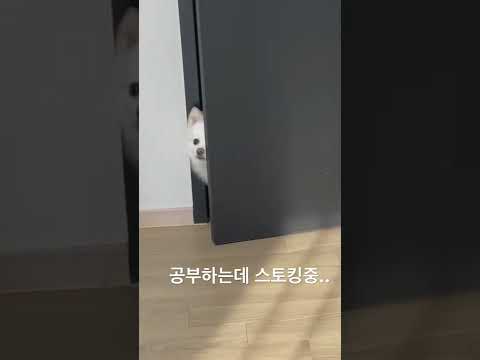 공부하는데 스토커가…