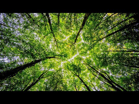 Deep Nature Ambient Music | Forest Sounds & Birds Sounds | Sleep, Study & Focus Music