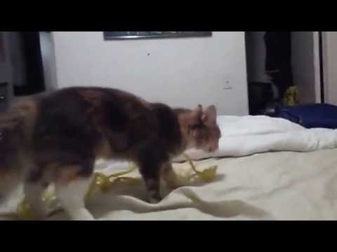 Super Kittie plays fetch with dad~~