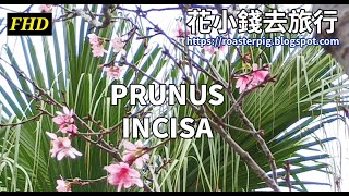Fuji Cherry Blossom in Full Bloom 2023!!  Enjoy flowers Prunus incisa 富士櫻盛開。櫻花賞花