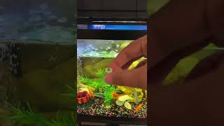 #Goldfish#FancyGoldfish#AquariumLife #shortvideo