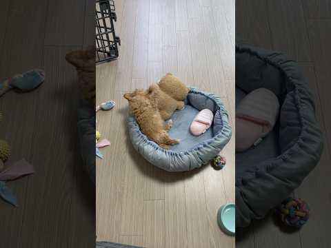 #maltipoo #puppy #강아지 #말티푸 #귀여운강아지 🐻너를 왕왕 물어서 아푸게 할꼬야🐶