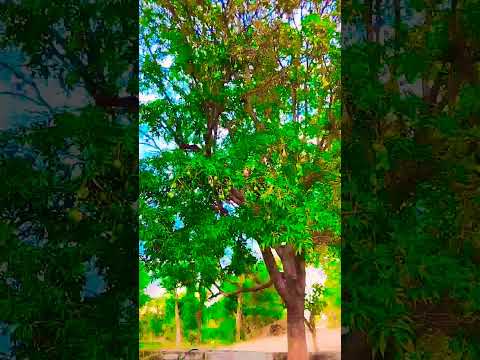 #song #automobile #unfrezzmyaccount #comedy #funny #shyam #nature #dj #love हरियाली अपना गांव🌹😍😍🥰🎋🌴🌿