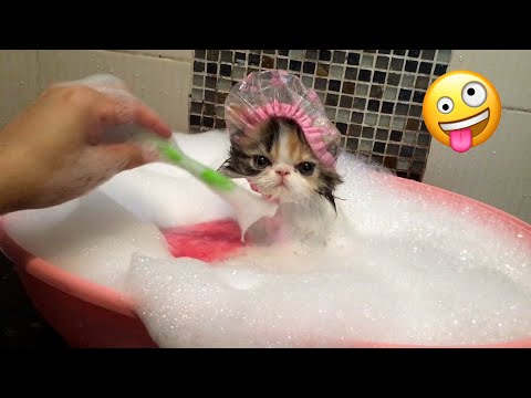 The Best FUNNY ANIMALS VIDEOS of All Time 🤣 Ultra Funny CATS and DOGS videos 2024 #part10
