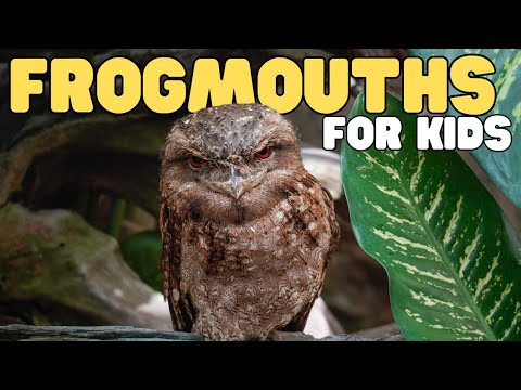 Frogmouths for Kids | Learn all about these strange birds