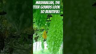 MashaAllah, the bitter gourds look so beautiful!#shorts#viralvideo2025#reels #funny #nature