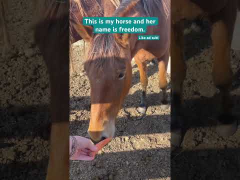 Feeding carrots to the horses!