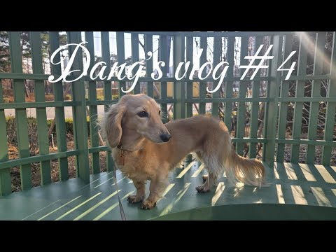 eng ) 🐶 댕댕 브이로그 #4 | 언니와의 첫 이별 😭, 남산 산책, 목걸이 쇼핑, 짐볼 놀이, 노즈워크