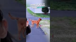 dog have to choose between his couple owners #shorts #dog #shortvideo #doglife #dogs #dogvideos