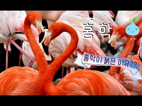 flamingo, kids zoo