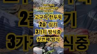 고구마모종 두둑 옆으로 2줄심기. 수확때 결과는? #고구마재배 #고구마심는법 #비교실험