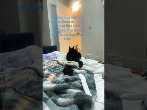Don’t want to leave the fanbase hungry so here’s a random vid #random #cat #lofimusic