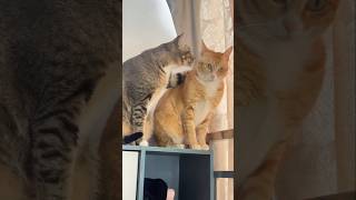 #funnyvideo #funnycats #funnycat  #funny #funnyvideos #funnyvideosclips  #funnymemes #funnycomedy