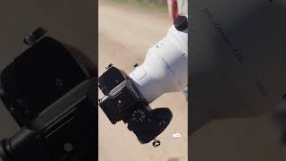 Sigma’s 300-600mm Super Zoom — Worth the Hype?