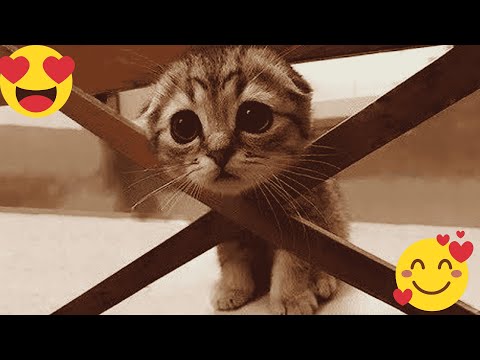 New Funny Animals 😂 Funniest Cats and Dogs Videos 😺🐶 2024 part21