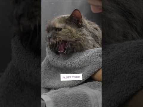 A cat that never stops talking