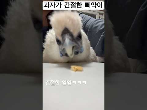 과자 먹고싶은 삐약이 Piyak wants that cookie #백봉오골계 #whitesilkychicken #반려닭 #애완닭 #petchicken #cute #오골계 #사랑해