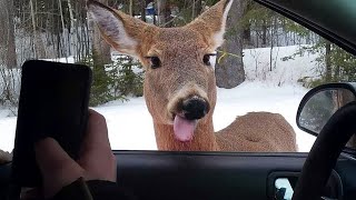 99.9% Can’t stop laughing at these animal - Funniest ANIMAL Videos 2025! 🤣