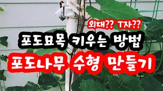 포도 묘목으로 키우기, 포도나무 수형 만드는 방법