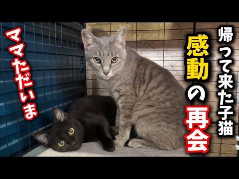 I was moved to tears when I saw the kitten reunited with its mother after being adopted.