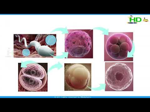 Functions of Different organs