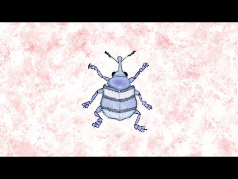 music for bugs - weevil