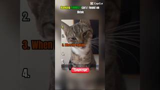 FUNNIEST cars I found on tiktok😹 #cats #cars #tiktok #funny